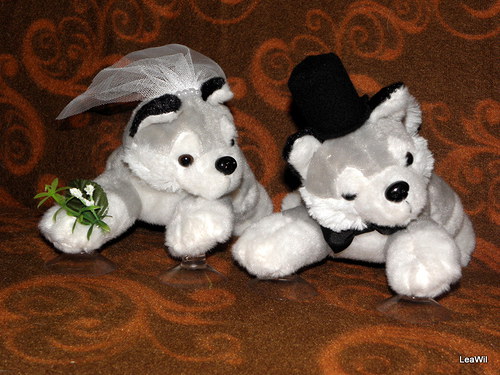 Svatební husky — foto 1