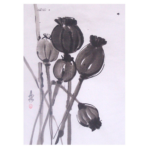 Makové pole — foto 1