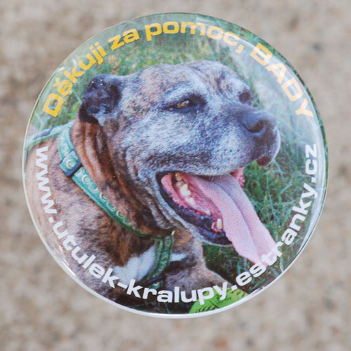 Bady - obyvatel našeho útulku — foto 1