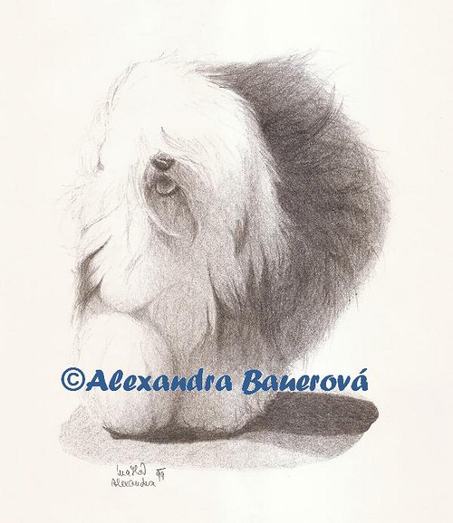 Bobtail (Staroanglický ovčák)