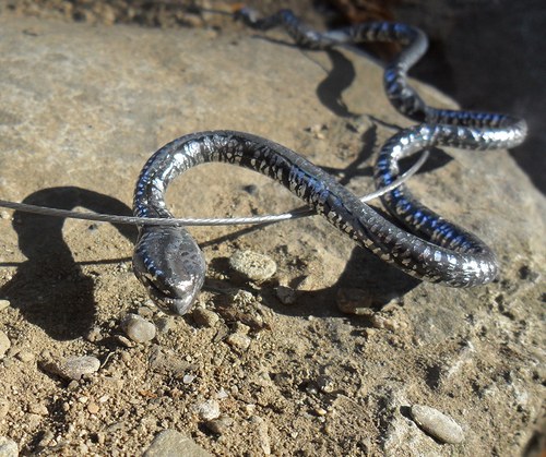 SSSSsnake — foto 1