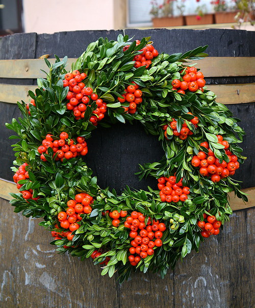 Buxus a jeřabinky ... — foto 1