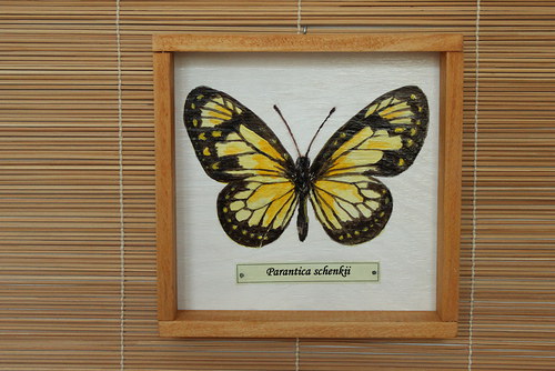 Parantica schenkii
