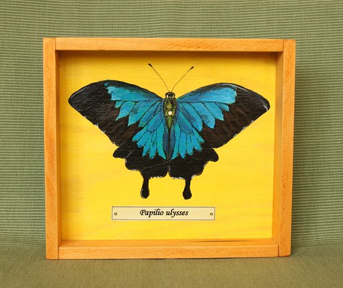 Papilio ulysses