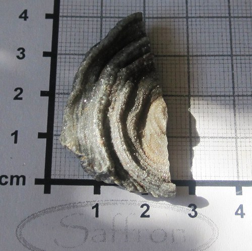 Chalcedonová růže č.1 — foto 1