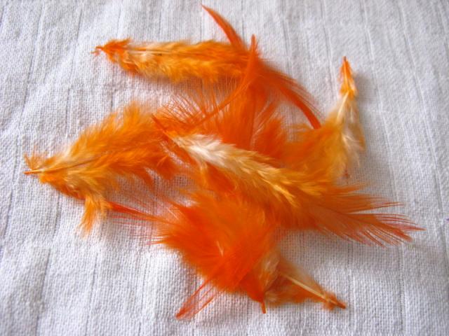 Oranžová peříčka — foto 1