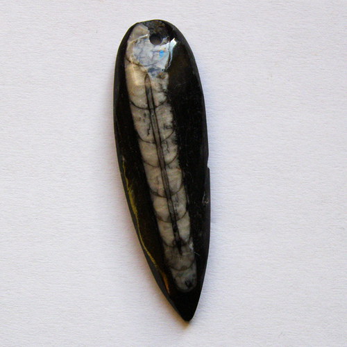 Orthoceras - malý vrtaný NO. 1 — foto 1