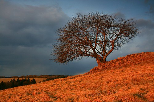 Červený strom — foto 1