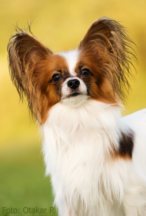 Papillon