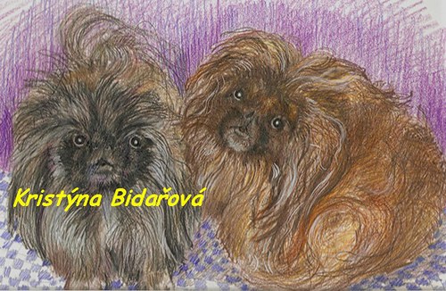 Pekinézci na přání — foto 1