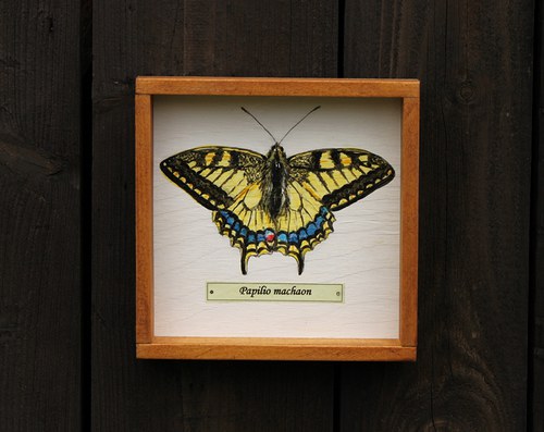 Papilio machaon — foto 1