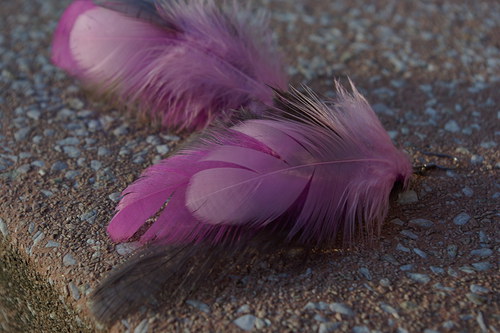 Náušnice Feather Romance — foto 1