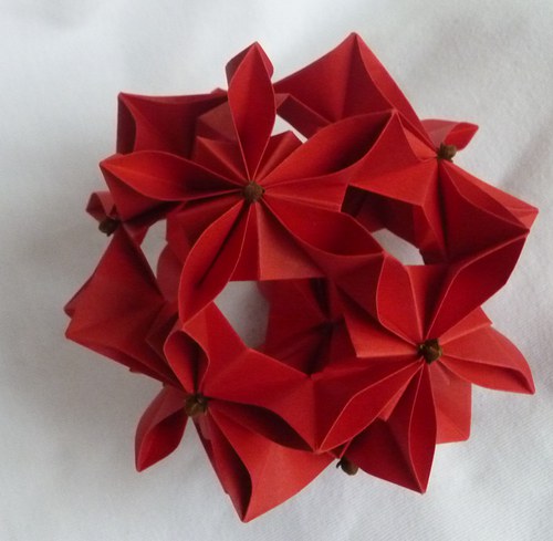 Poinsettia — foto 1