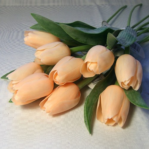 Tulipán lososový — foto 1