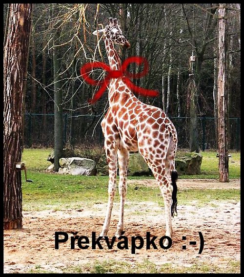 Překvápko na přání — foto 1