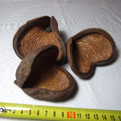 Tropická sušina - badam — foto 1