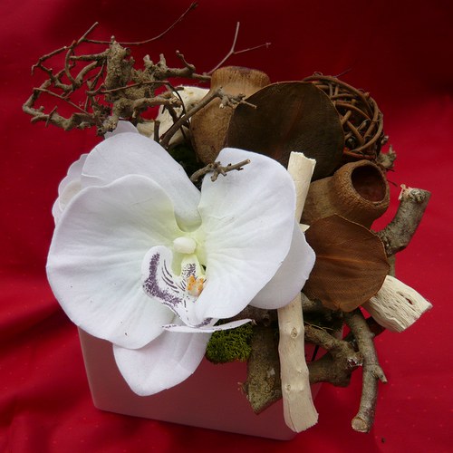 Orchidea v sušině — foto 1