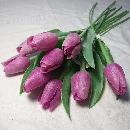 Tulipán purpurový — foto 1