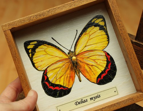 Delias mysis