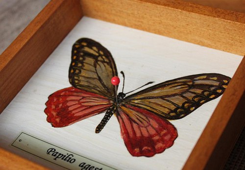Papilio agestor