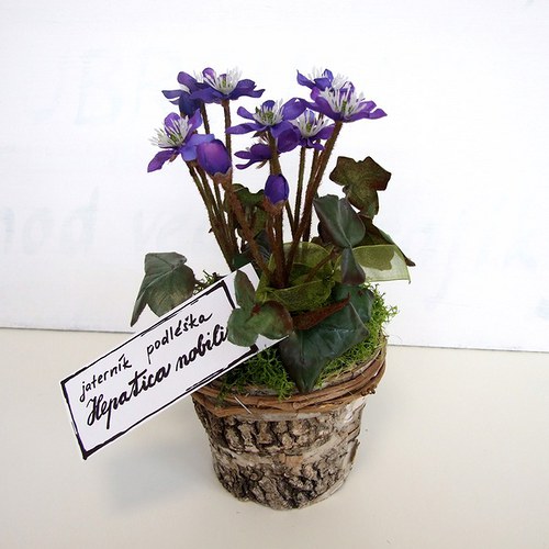 Jaterník podléška — foto 1