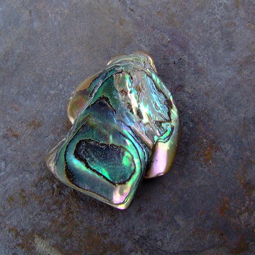 Paua mušle — foto 1