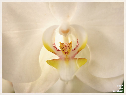 38. Bílá orchidea - autorská fotografie
