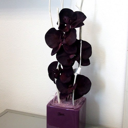 Černá orchidej v krychli II — foto 1