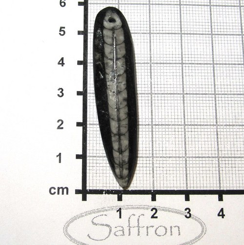 Orthoceras vrtaný - Maroko č.1 — foto 1