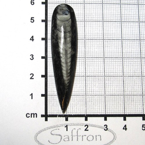 Orthoceras vrtaný - Maroko č.2 — foto 1