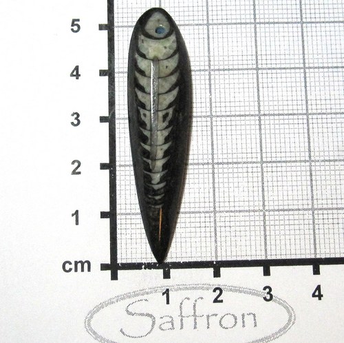 Orthoceras vrtaný - Maroko č.3 — foto 1