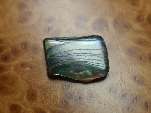 Paua perleť — foto 1