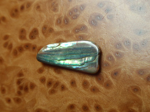 Paua perleť — foto 1