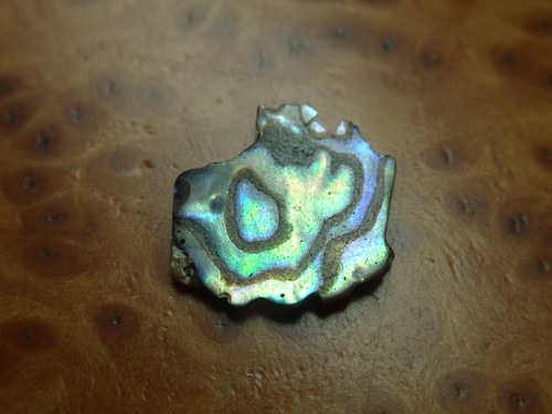 Paua perleť — foto 1