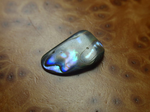 Paua perleť — foto 1