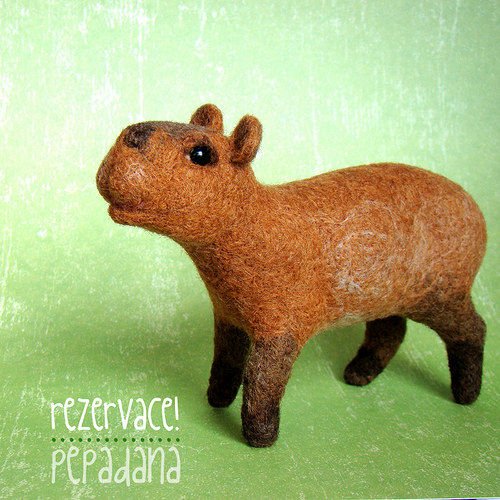 Kapybara Jaruška — foto 1