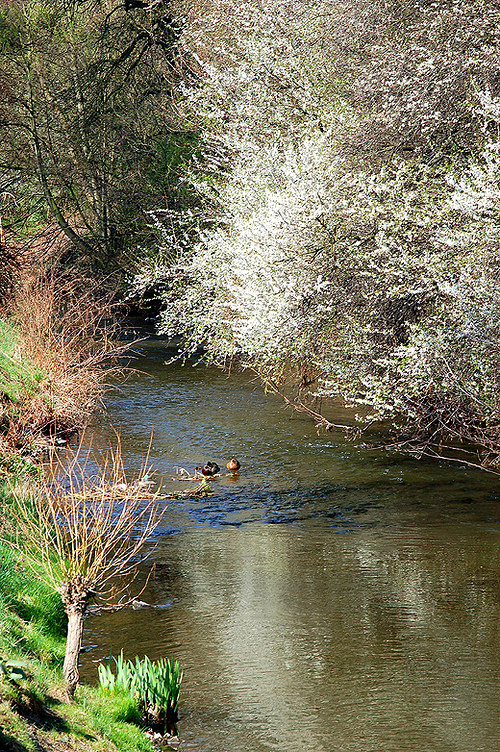 Kvetoucí keře nad Rokytkou