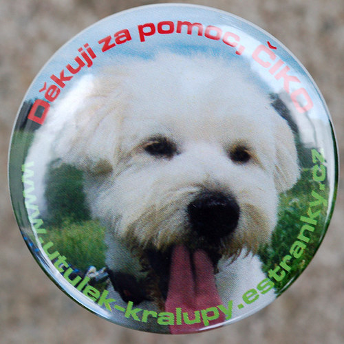 Čiko - obyvatel našeho útulku — foto 1