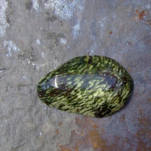 Serpentyn chytha, kabošon č.217 — foto 1