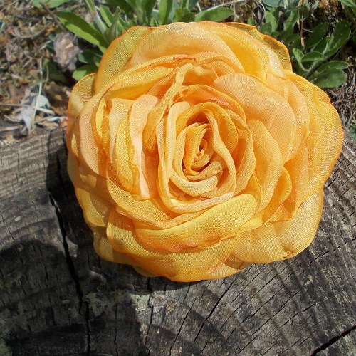 Where the wild roses grow .... — foto 1