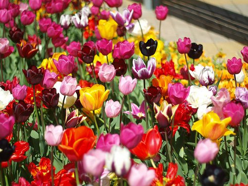 Tulipány II
