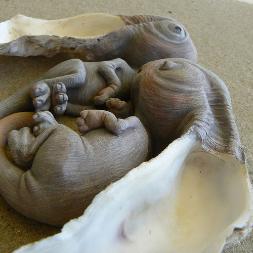 Mláďata naslouchače pokoutného — foto 1