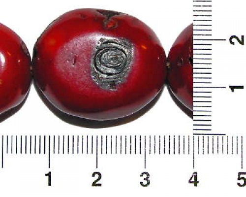 Obří korál — foto 1