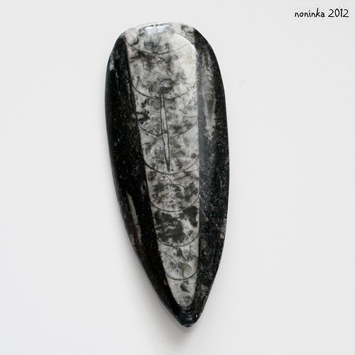 Orthoceras 8,5x3,2 — foto 1