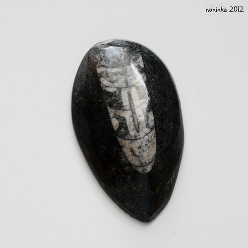 Orthoceras 7x4 — foto 1
