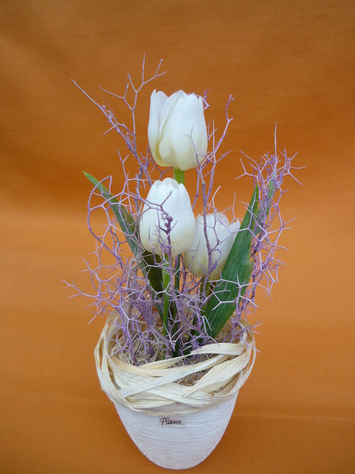 Tulipány v trní — foto 1
