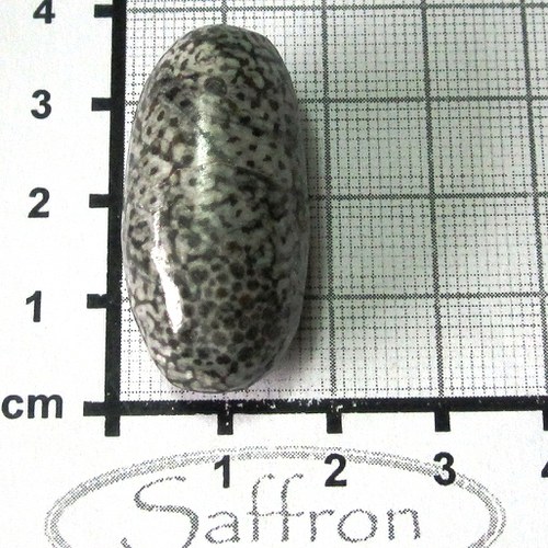 Bryozoan velký č.2 — foto 1