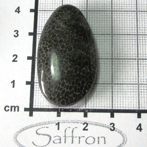 R Bryozoan velký č.3 — foto 1
