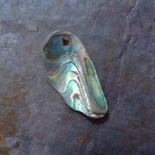 Paua mušle — foto 1