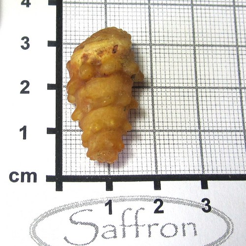 Fosilní mušle - chalcedonová č.2 — foto 1